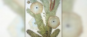 Simple hoodia diet formula
