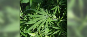 Simple steps on how to quit your habit of marijuana smoking