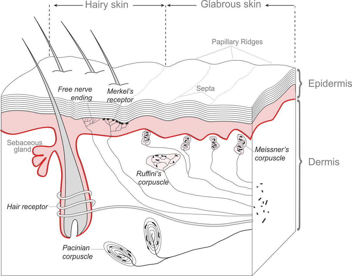 Facial skin care routine | General center | SteadyHealth.com