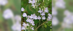 Skullcap herb facts