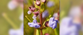 Skullcap tea