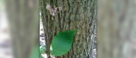 Slippery elm benefits