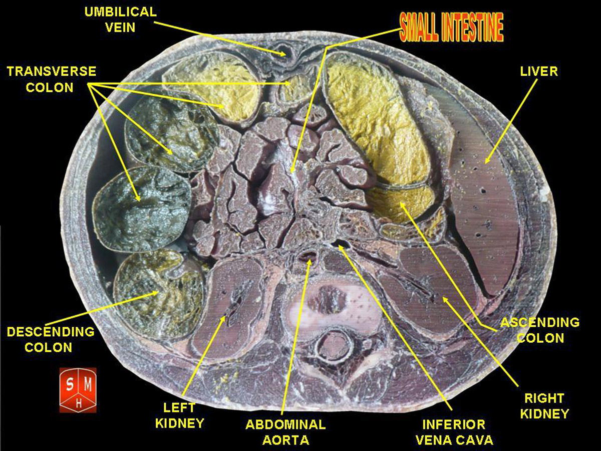 small-intestine-diseases-general-center-steadyhealth