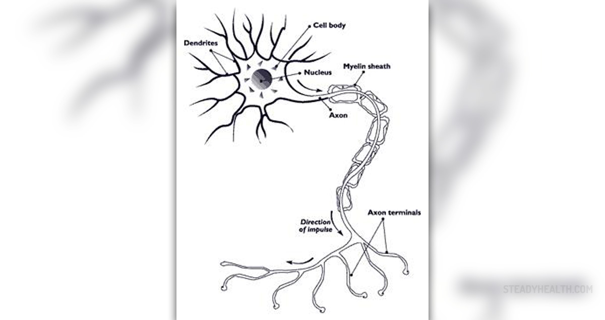 somatic nervous system example psychology