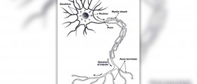 Somatic nervous system