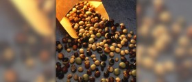 Soybeans nutrition facts