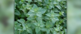 Spearmint tea benefits