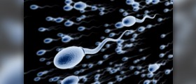 Sperm stem cells may restore fertility after cancer treatment
