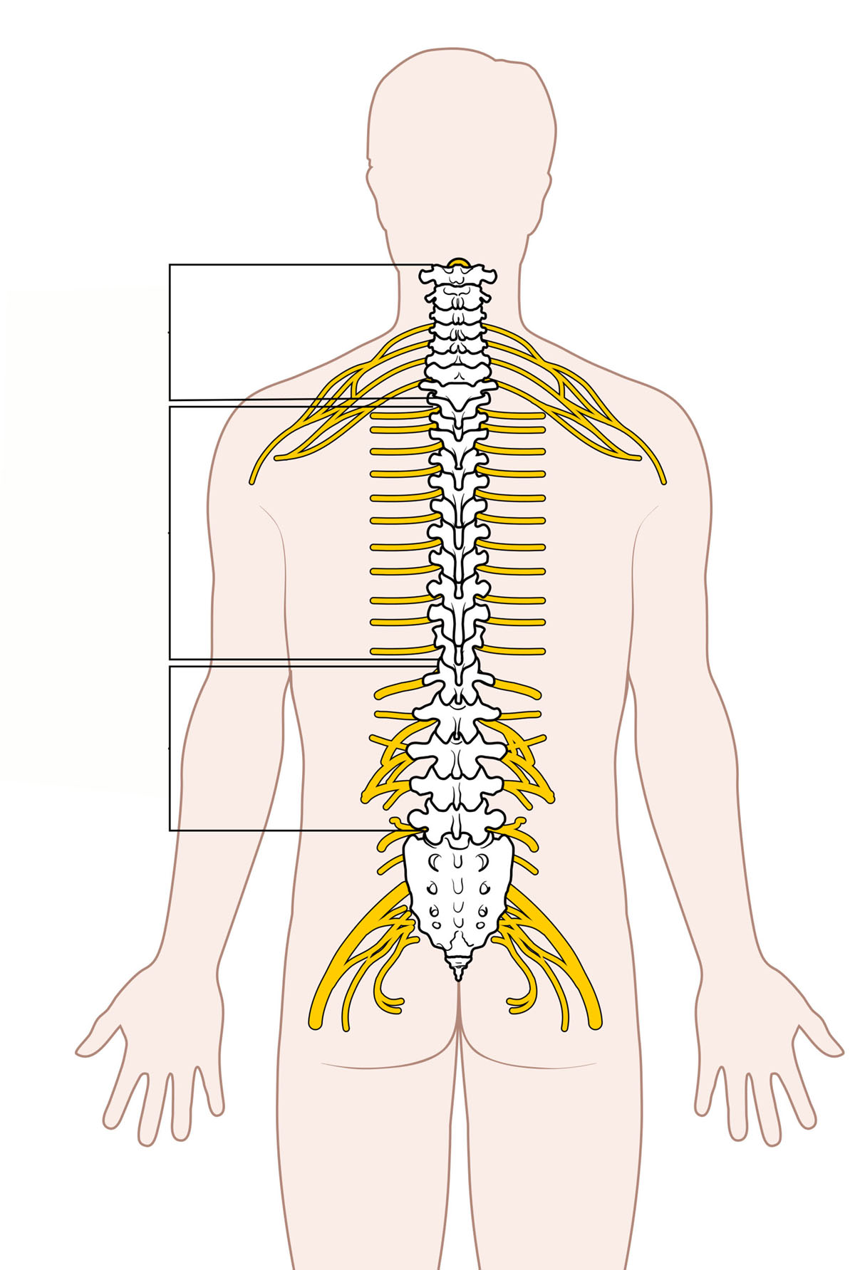 spine labeled