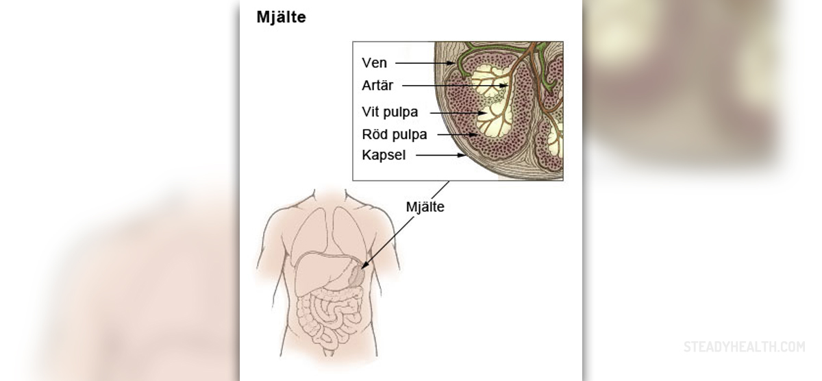 symptoms-of-ruptured-spleen-general-center-steadyhealth