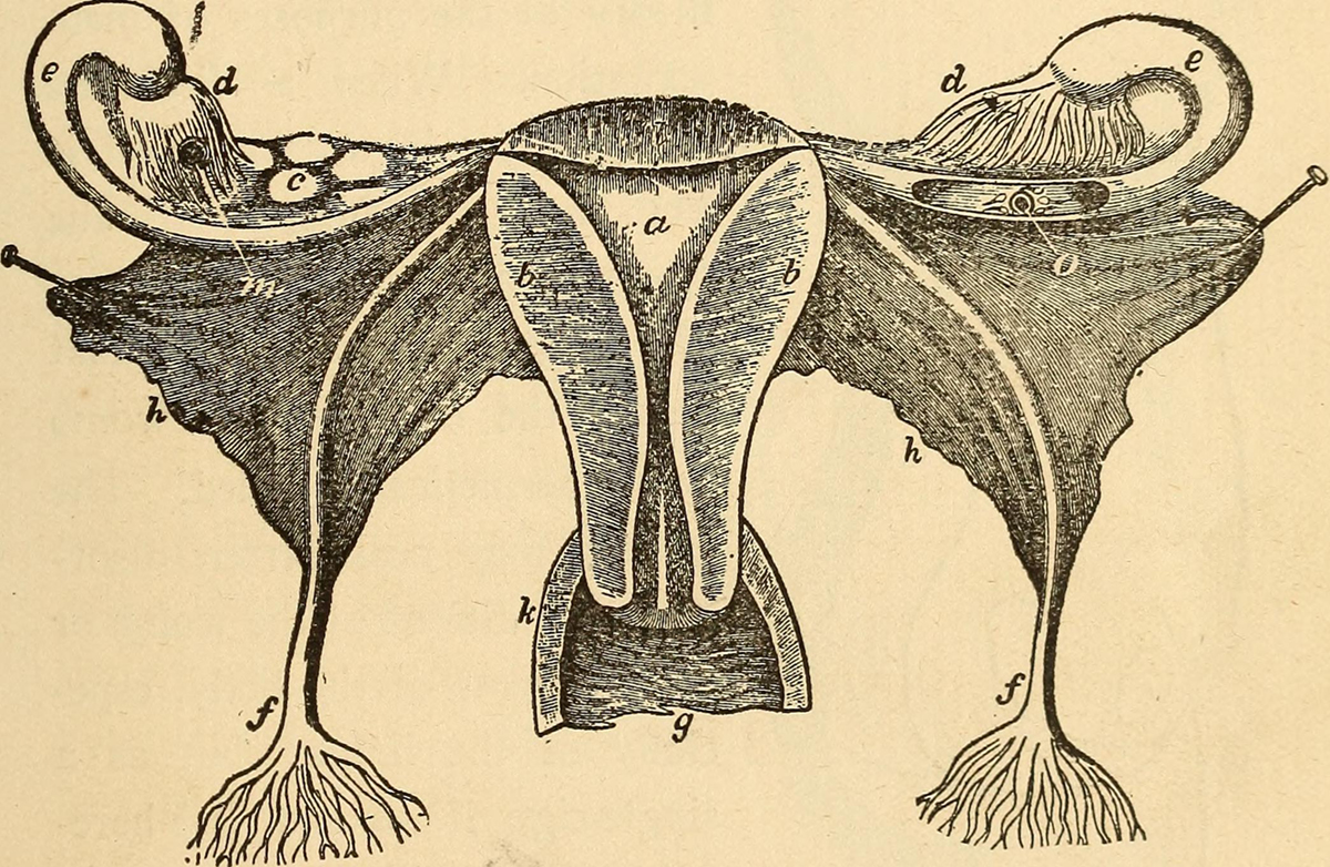 dealing-with-spotting-during-the-early-weeks-of-pregnancy-general