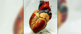 Stages of congestive heart failure