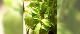 Stevia extract review