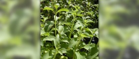 Stevia plant uses