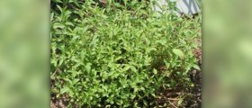 Stevia side effects