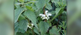 Stinging nettle side effects