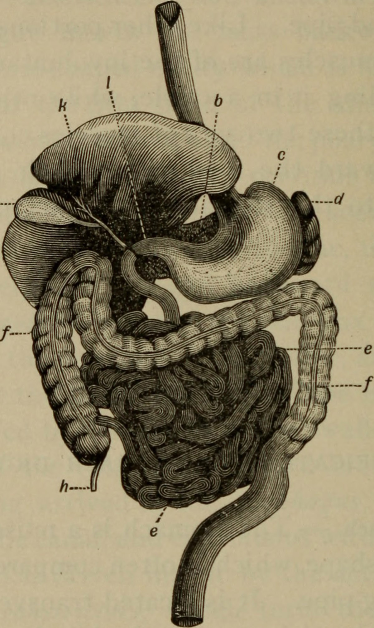 stomach-ache-after-running-general-center-steadyhealth