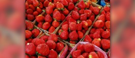 Strawberry allergy facts
