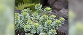 Stress management with Rhodiola Rosea