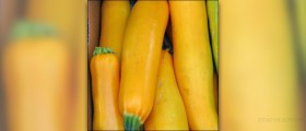 Summer squash nutrition