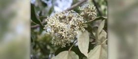 Supplements for natural appetite suppressant