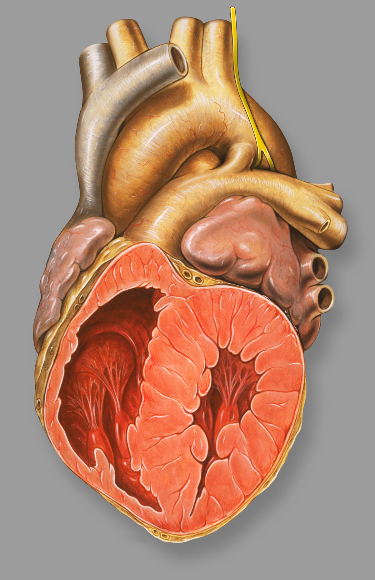 surgery-for-congenital-heart-defects-general-center-steadyhealth