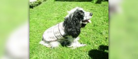 Surprising health benefits for pet owners