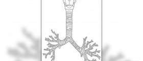 Symptoms of bronchitis