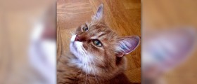 Symptoms of fip in cats
