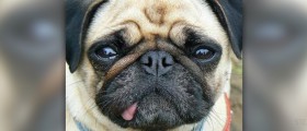Symptoms of fits in dogs