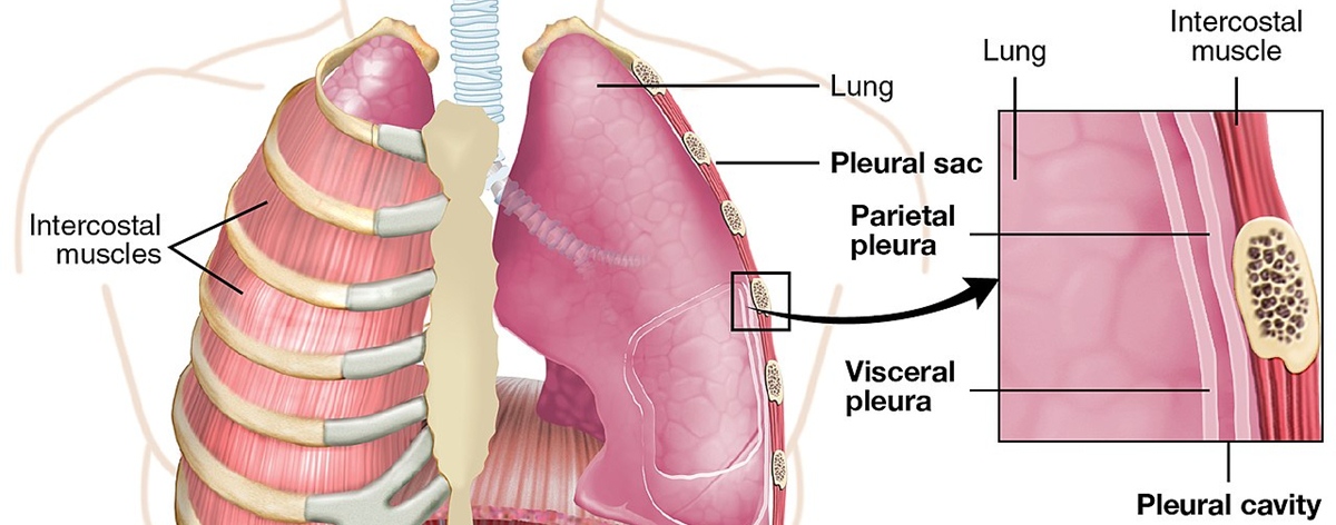 Symptoms Of Fluid In Lungs Respiratory Tract Disorders And Diseases Articles Body And Health