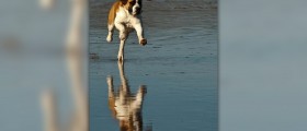 Symptoms of giardia in dogs