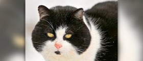Symptoms of kidney failure in cats
