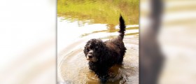 Symptoms of kidney failure in dogs