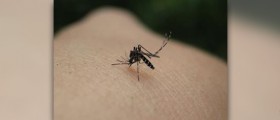 Symptoms of malaria