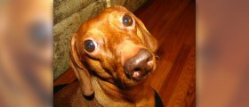 Symptoms of rat poisoning in dogs