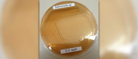 Symptoms of salmonella food poisoning