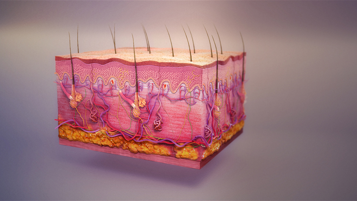 Integumentary system diseases | General center | SteadyHealth.com