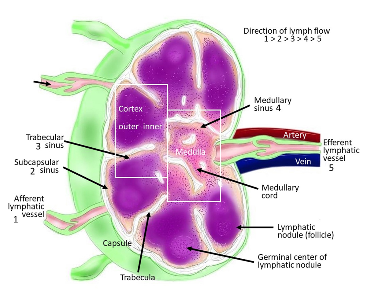 Lymph Node Histology Diagram