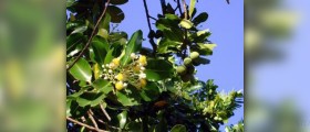 Tamanu oil benefits