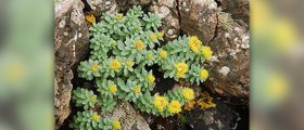 The benefits of rhodiola rosea