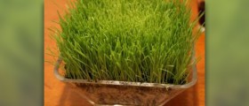 The benefits of wheatgrass juice
