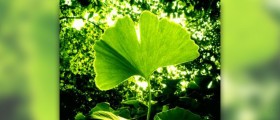 The mental performance of ginkgo