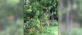 The remarkable health benefits of the humble pomegranate