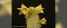 The truth about hoodia