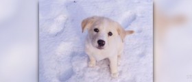 Therapy for fear of dogs
