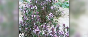 Thyme oil facts
