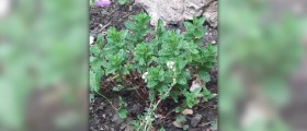 Thyme oil health benefits