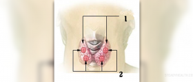 Thyroid stimulating hormone - TSH blood test