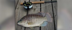 Tilapia fish benefits